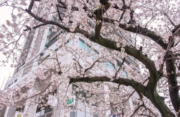 「春の陽気の中で」