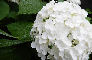 「おうち時間を華やかに」