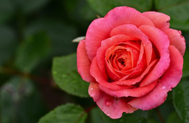 「大英帝国の伝統を今の世に伝える3つの偉大なる香り」